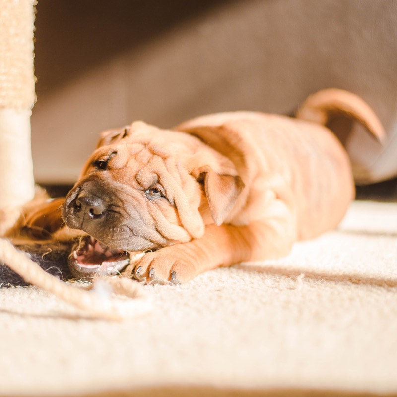 Shar Pei Tail