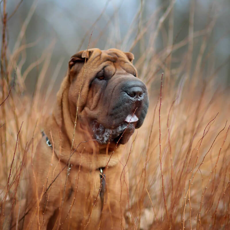 Familial Shar-Pei Fever and Amyloidosis