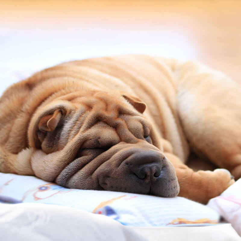 Shar Pei Coat