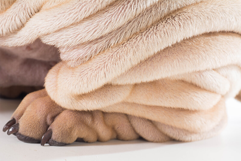 5 aspects of the shar pei´s coat