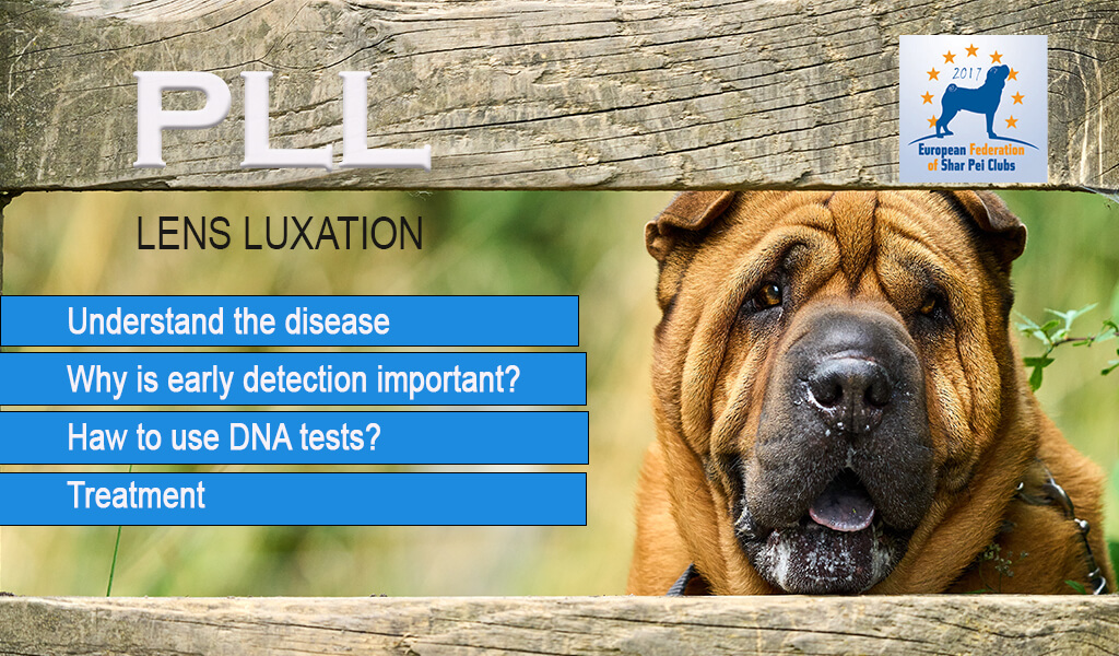 Lens Luxations in Dogs / PLL