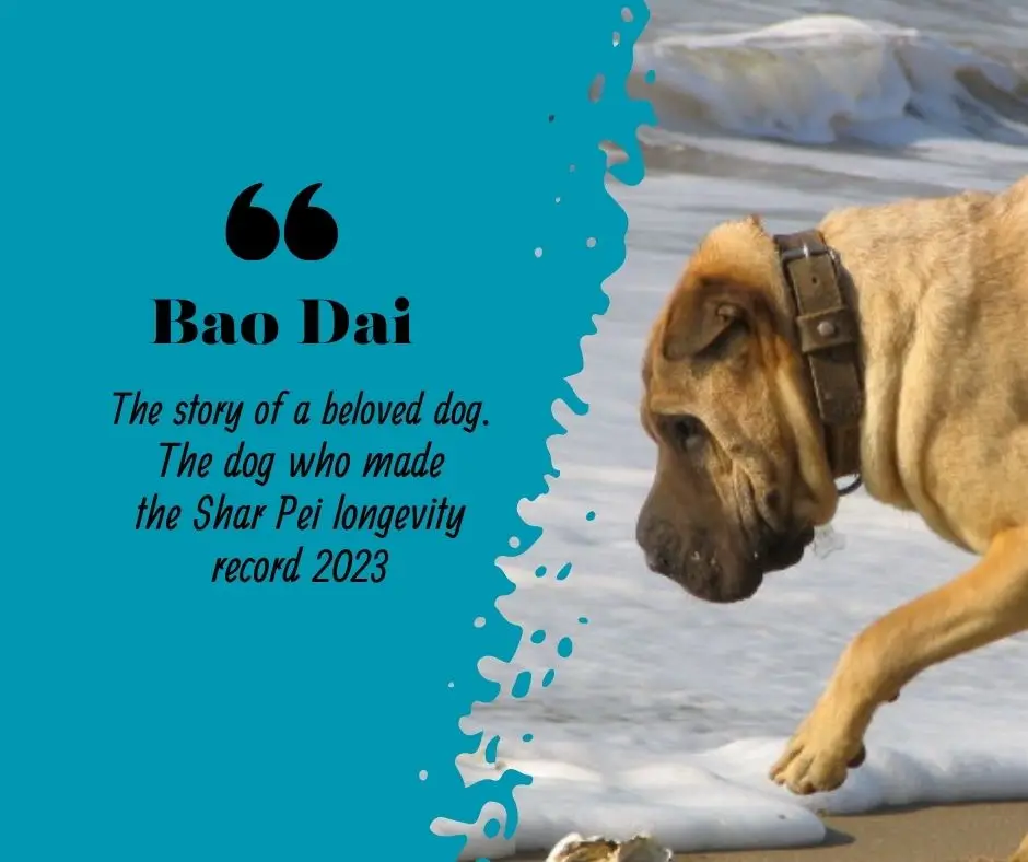 sharpei bao story