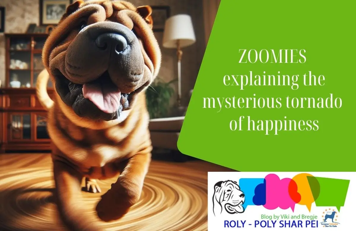 ZOOMIES – explaining the mysterious tornado of happiness
